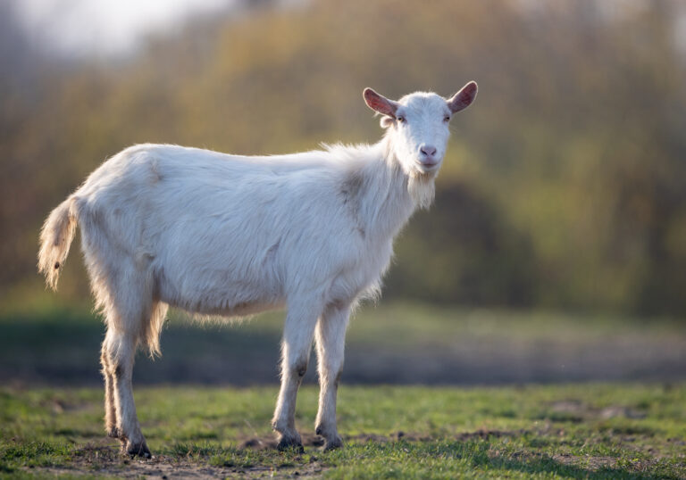 Por que investir em cabras leiteiras?