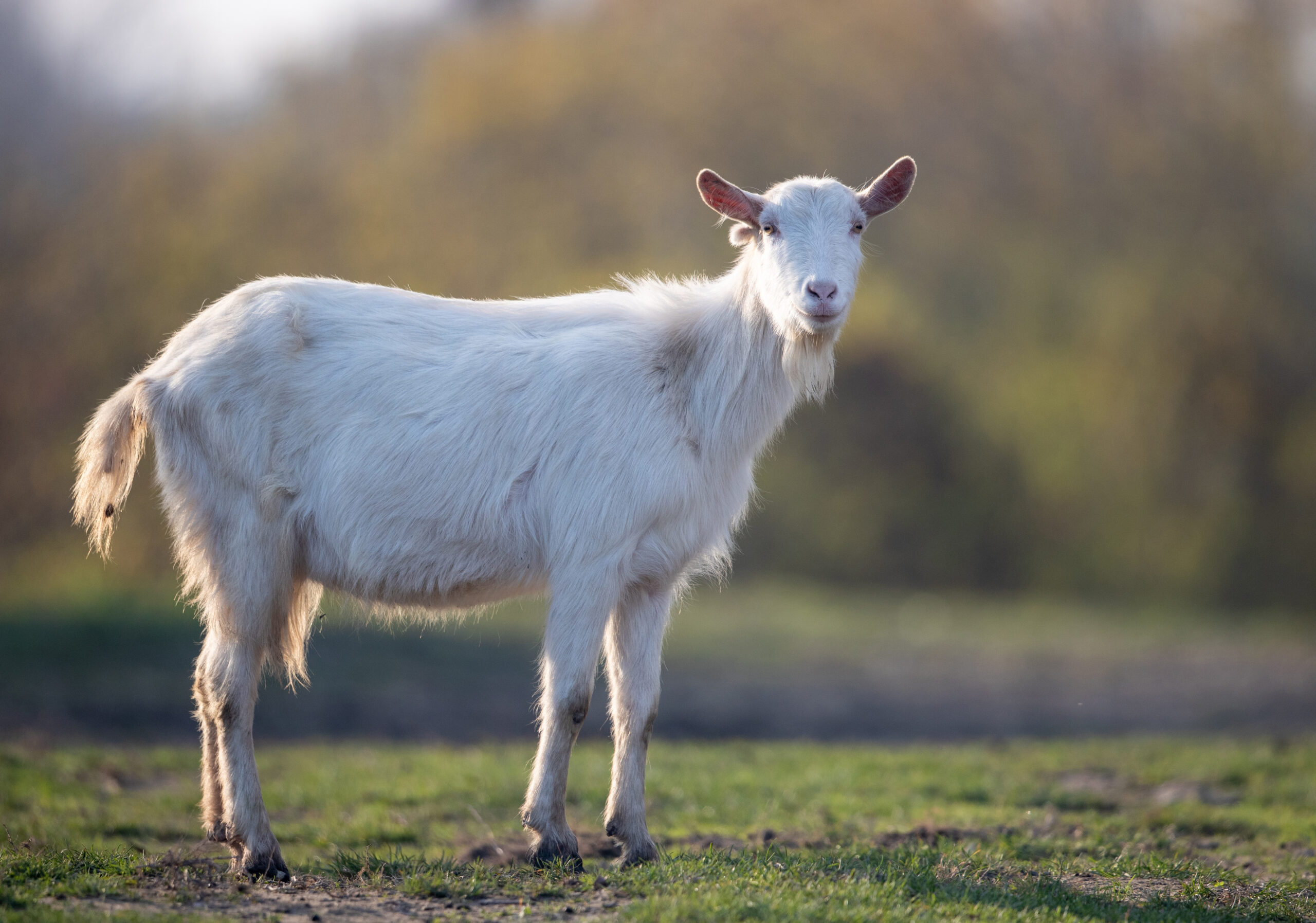 Foto: Adobe Stock