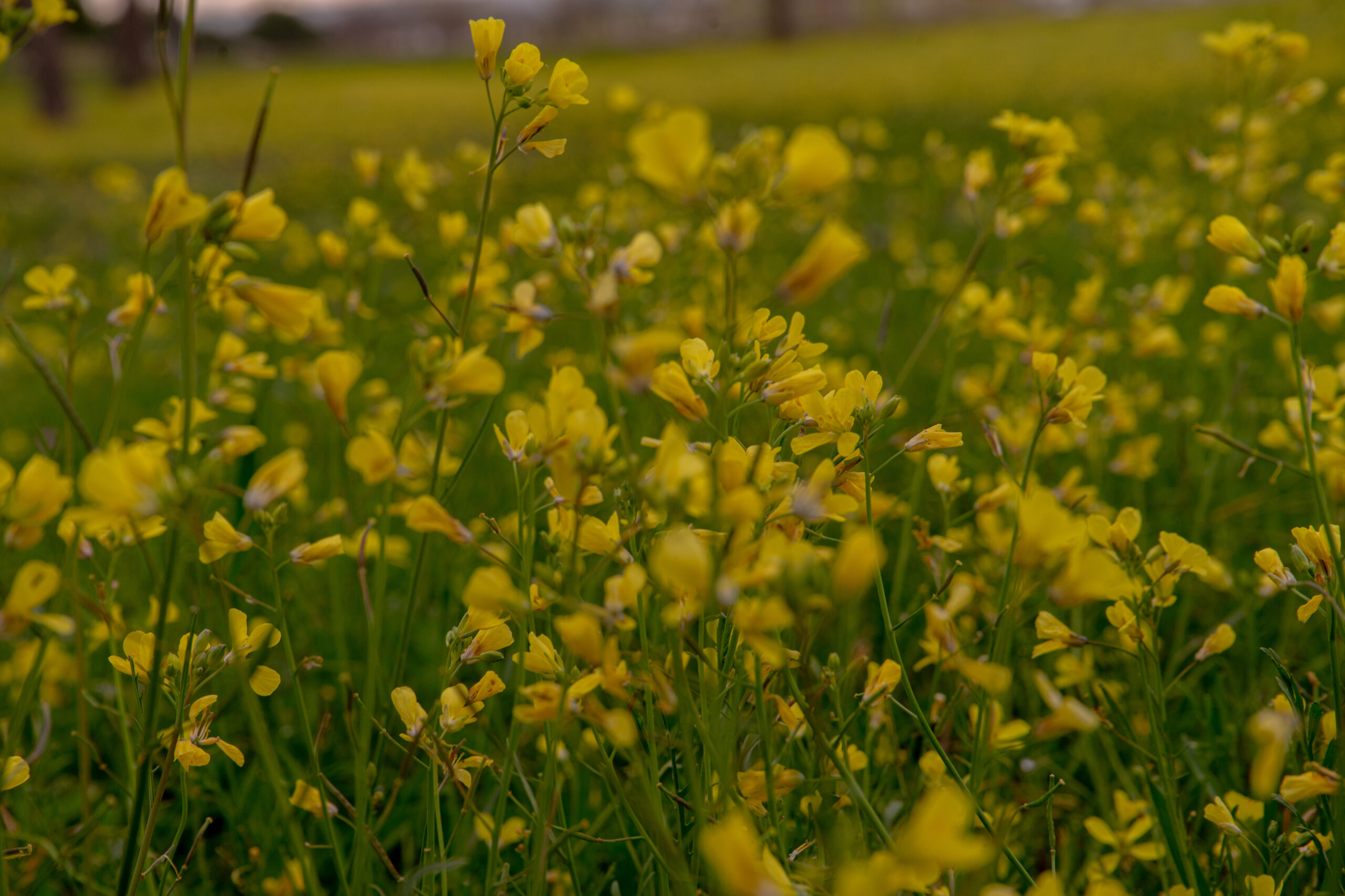 Foto: Adobe Stock