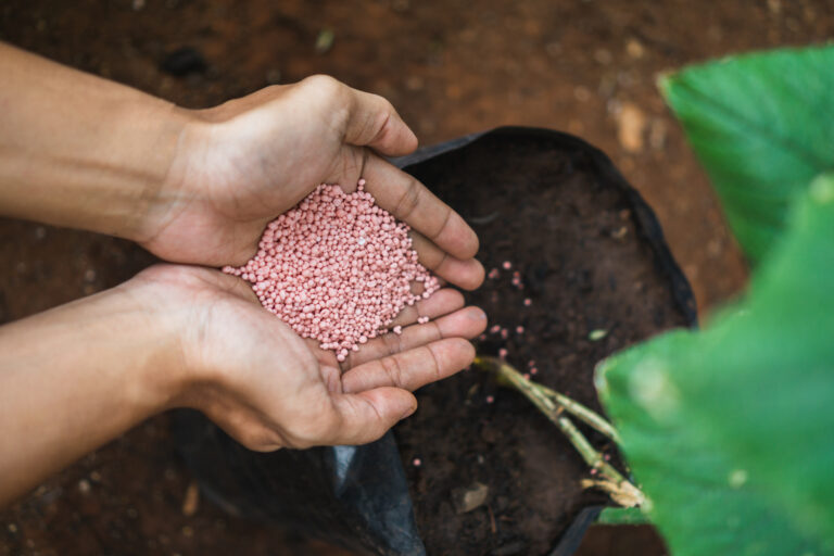 Guia de tipos de fertilizantes para colheitas fartas. Saiba como escolher