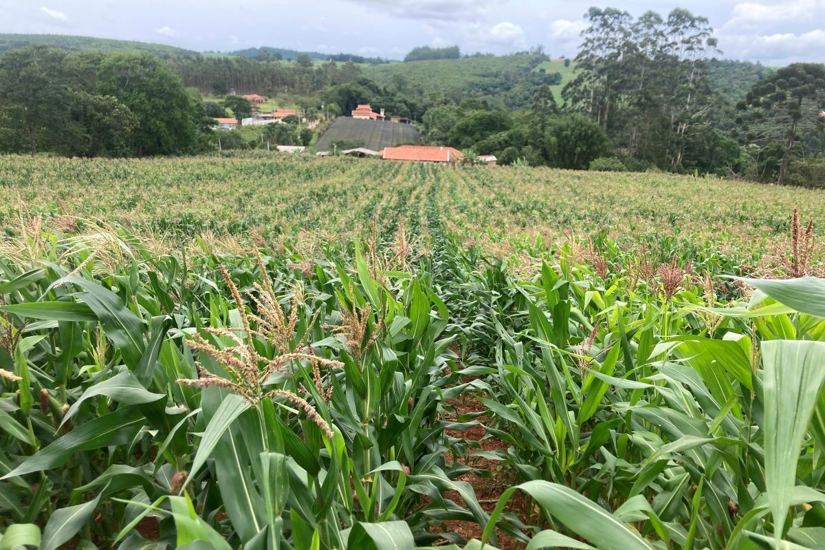 Uso de nanotecnologia aumentou produtividade do milho - Foto: B.nano/Divulgação
