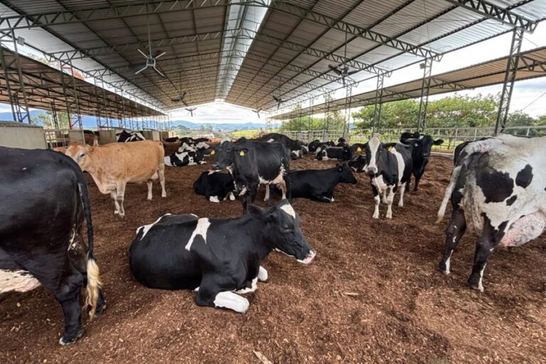 Das cozinhas da Europa às montanhas de Minas: como produtor multiplicou volume de leite em quase 10 vezes