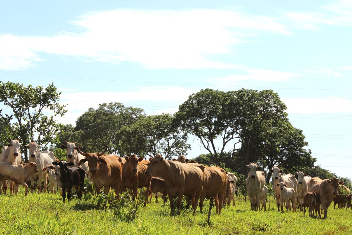 Foto: Embrapa Gado de Corte/Divulgação