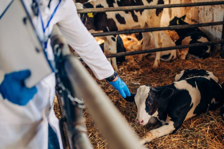 Decisão do MEC sobre EaD em Medicina Veterinária preocupa agro