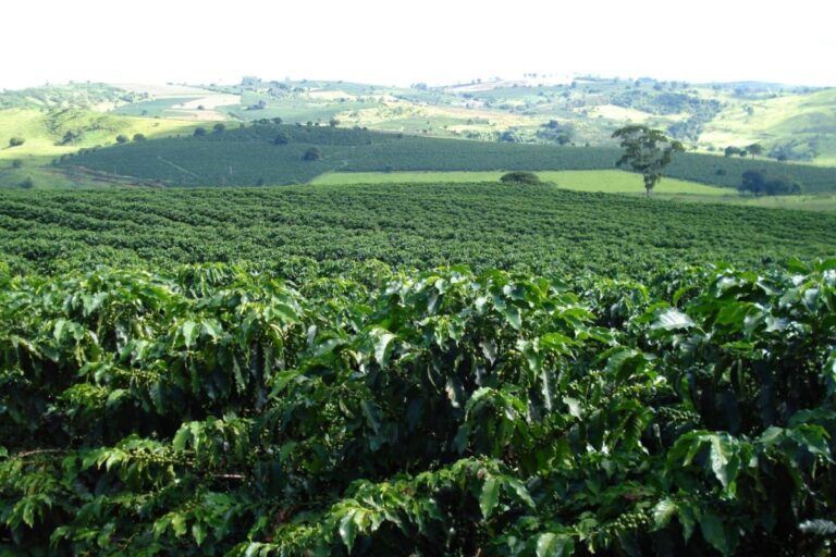 Com preço em alta, ladrões já roubam café no pé em SP