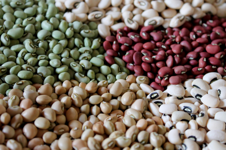 Agricultura publica zoneamento para semeadura de feijão