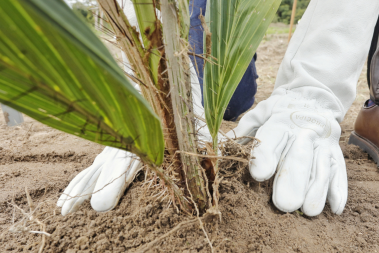 Bahia inicia produção de biocombustíveis a partir da macaúba
