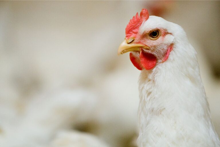 Gripe aviária: chega a 10 países com suspensão total das exportações de carne de frango do Brasil