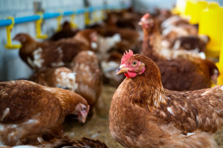 Mapa nega que suspensão de exportações de carne de frango seja para todo o RS