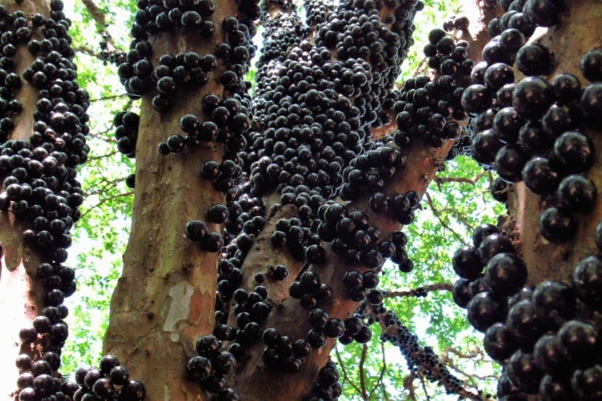Existem mais de 20 mil plantas de jabuticaba em todo o território da cidade de Casa Branca. Foto: Luis Gustavo Genaro/Arquivo pessoal