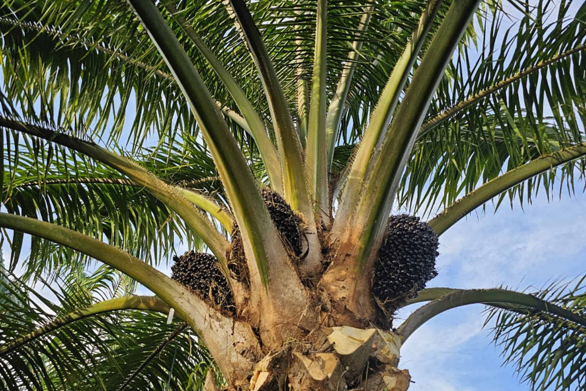 Foto: Embrapa/Divulgação