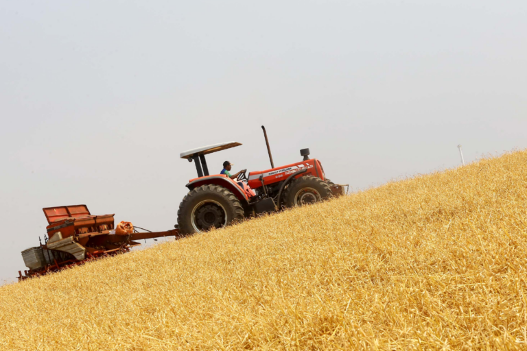 PR: plantio de trigo atinge 26% e milho safrinha está 100% plantado