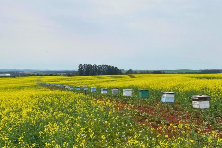 RS terá exército de 550 milhões de abelhas em lavouras de canola e carinata