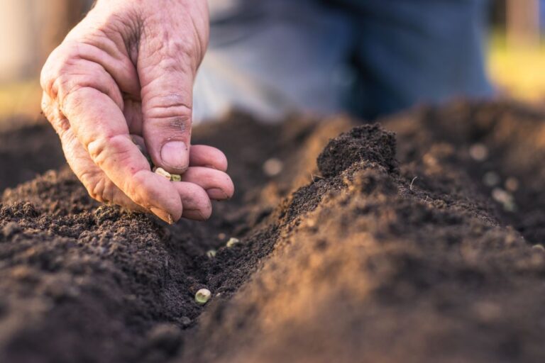 Concessão de crédito rural cresce e atinge R$ 220 bi em 2024, mostra Serasa