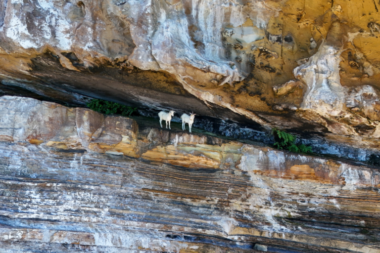A incrível história de cabras vivendo em ilha sem água doce por 200 anos
