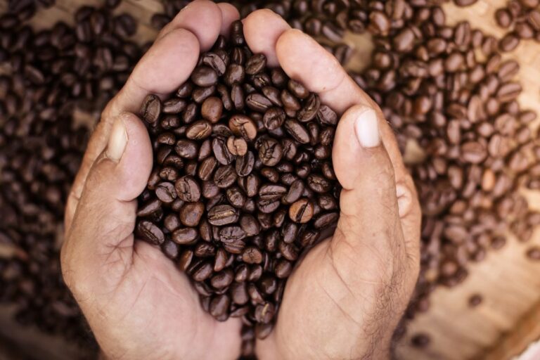 Café: colheita pressiona e mercado internacional fecha em forte queda