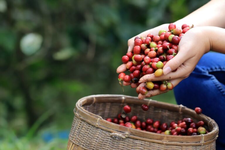 USDA no Brasil estima safra de 65 mi de sacas de café em 2025/26