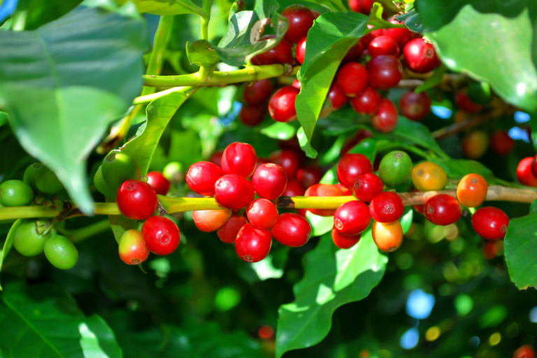 Produção de café deve crescer 2,7% em 2025, aponta Conab