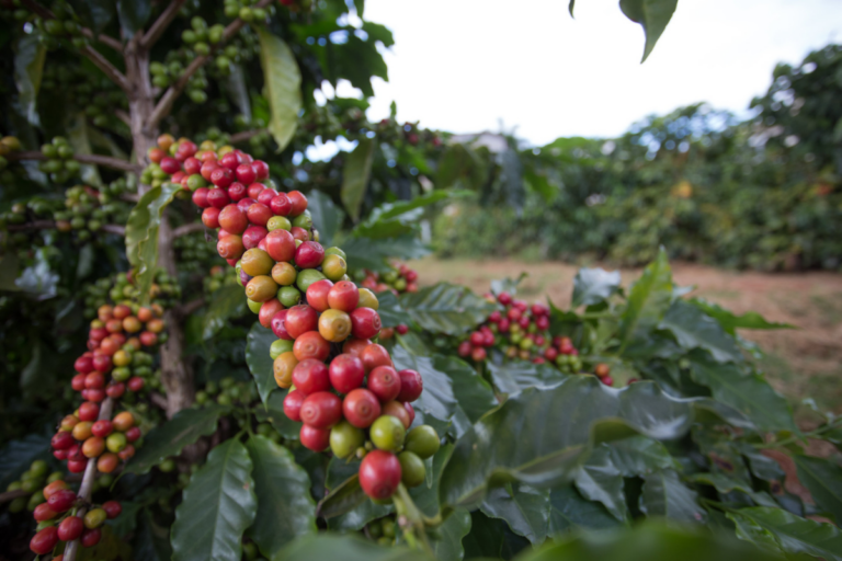 Exportações do agro mineiro batem recorde e somam US$ 6,5 bilhões