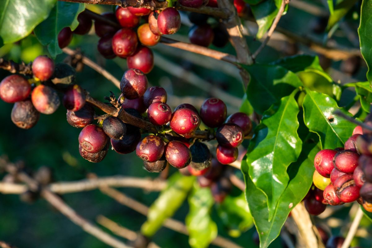 Café é um dos produtos na lista de commodities da EUDR - Foto: Adobe Stock