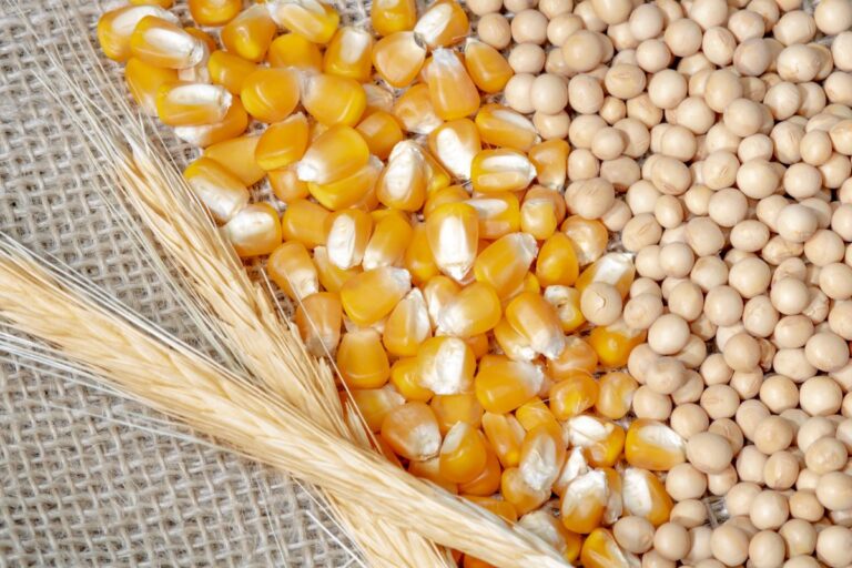 Commodities no radar: o que esperar do mercado agrícola no curto prazo?