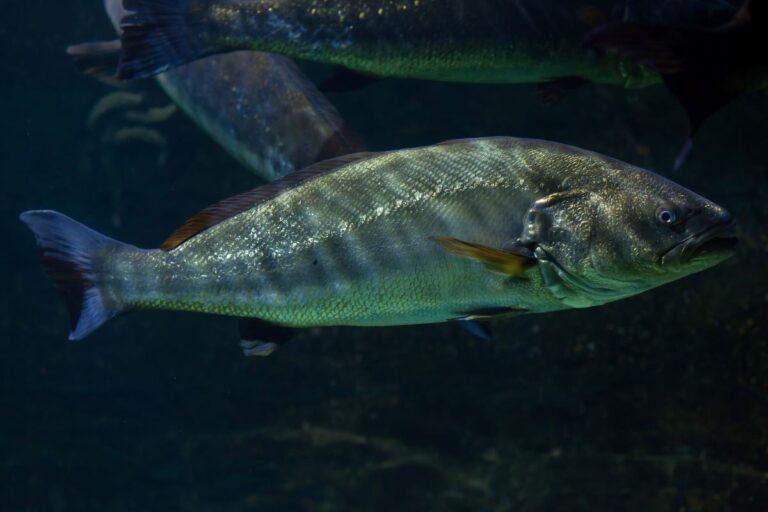Austrália abre mercado para pescado brasileiro