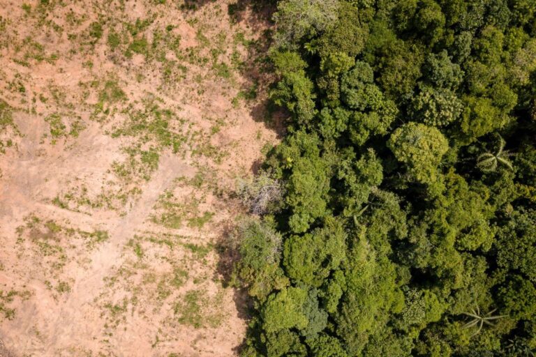 Lei antidesmatamento europeia pode afetar 310 mil propriedades rurais brasileiras