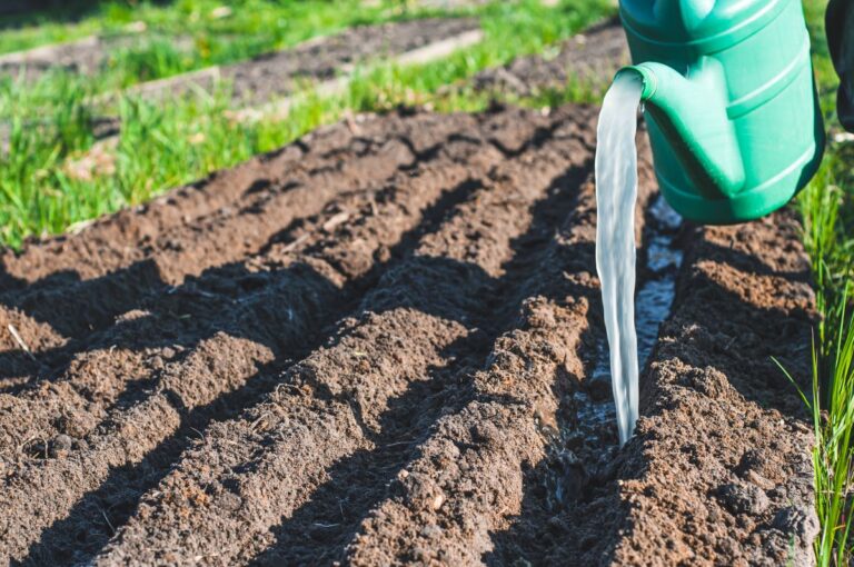 Fertilizantes especiais movimentam R$ 26,9 bi em 2024