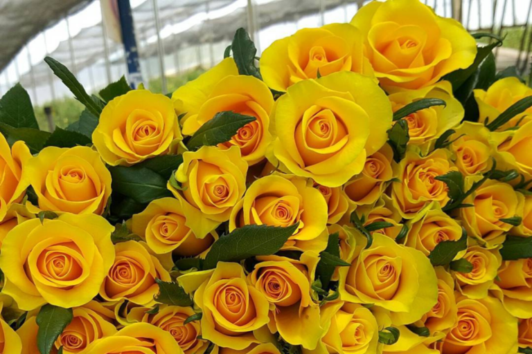 Projetando alta de até 10% nas vendas, setor de flores se prepara para o Dia das Mães