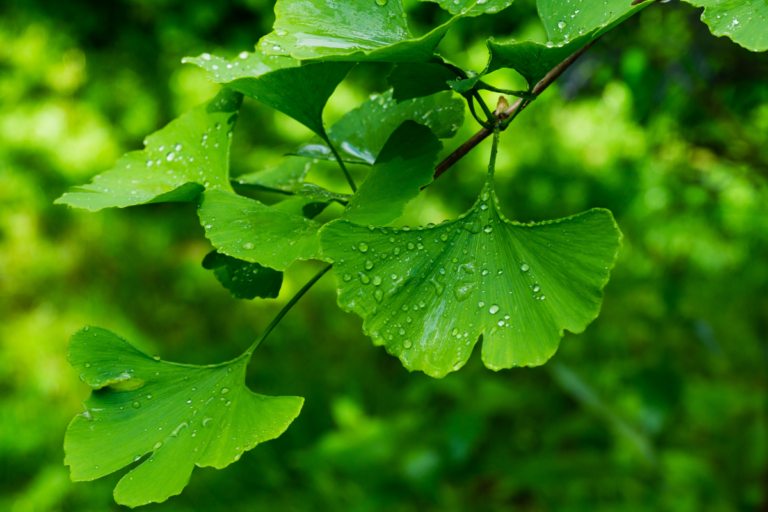 Ginkgo biloba: uma grande oportunidade para o produtor rural