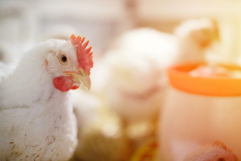 Brasil notifica erradicação do foco de gripe aviária à OMSA