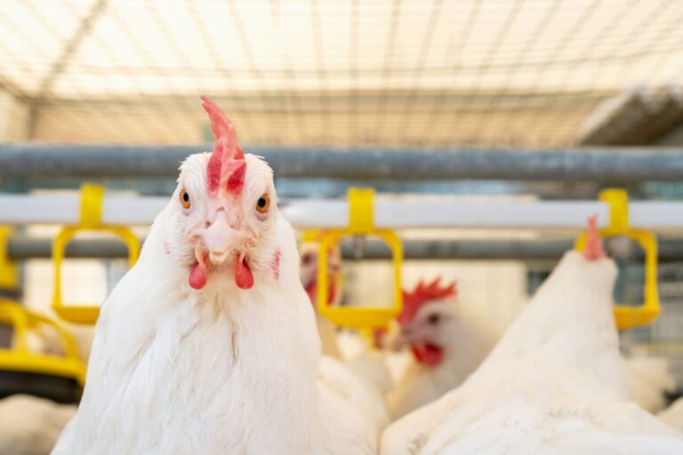 Gripe aviária: Defesa Agropecuária de SP inspeciona granjas que receberam material avícola do RS