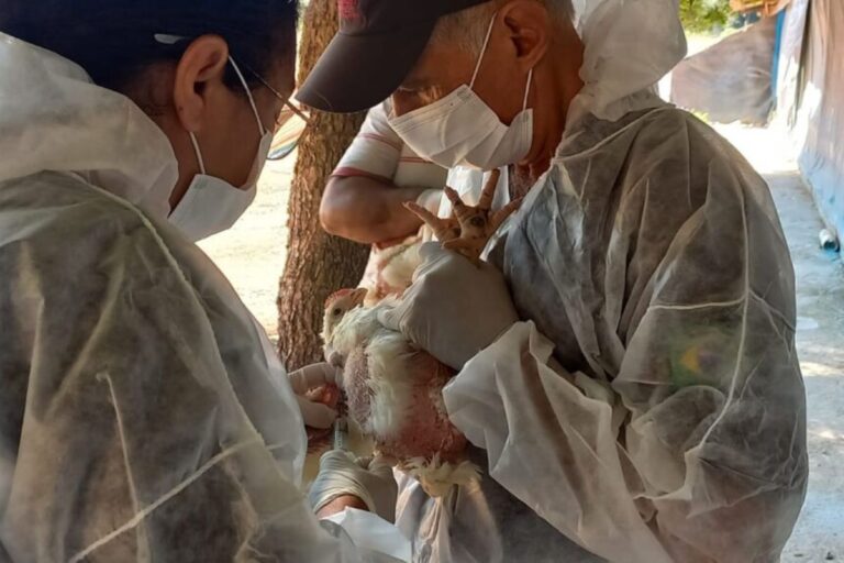 Gripe aviária: estados adotam medidas de emergência após foco no RS