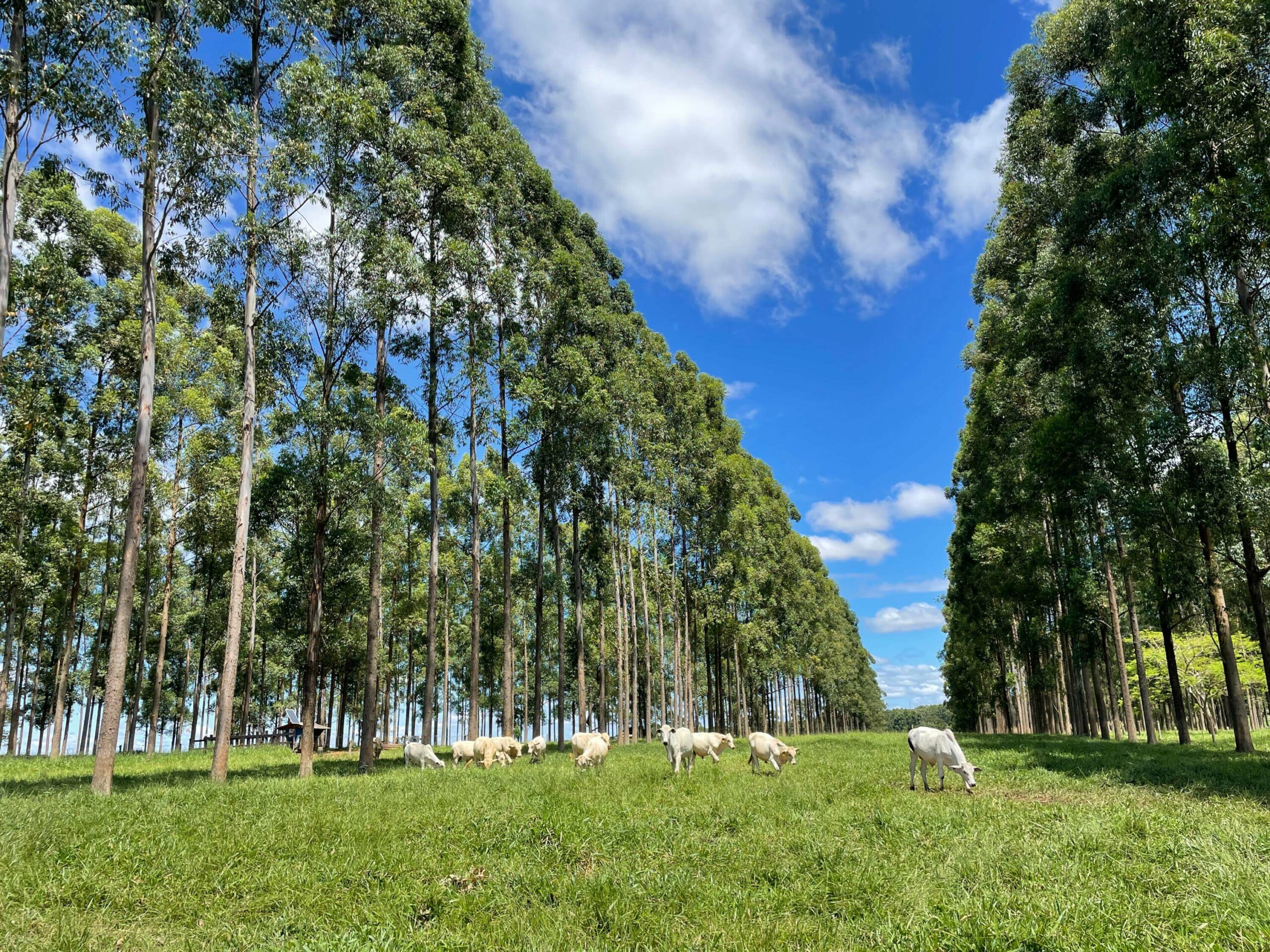 Foto: Gisele Rosso/Embrapa