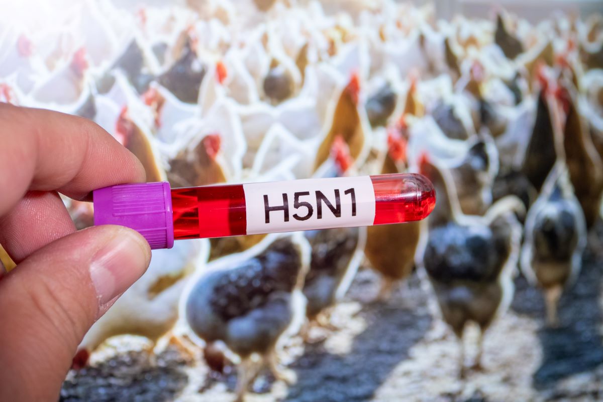 Espírito Santo foi o primeiro estado brasileiro a registrar casos do vírus H5N1 em aves silvestres migratórias - Foto: Adobe Stock