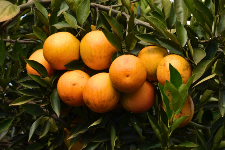 Safra de laranja 25/26 deve crescer 36% no cinturão citrícola 