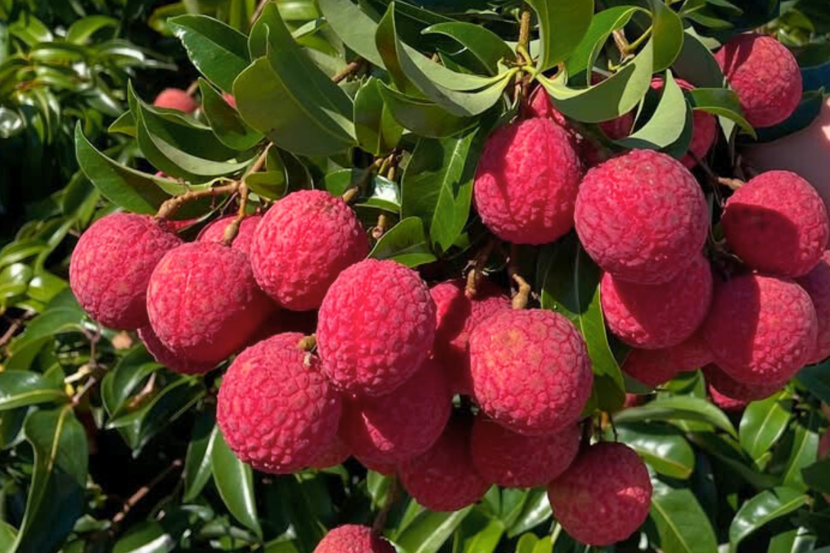 Propriedade tem 16 variedades de lichia, como a ouro, que tem ciclo de produção mais tardio. Foto: Britchis/Divulgação