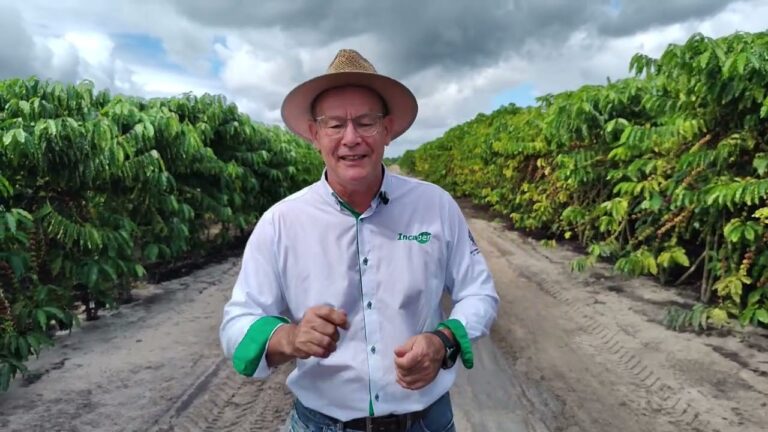  Espírito Santo inicia colheita do café conilon com expectativa de recorde