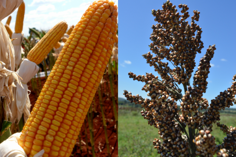 Milho e sorgo do Brasil podem ganhar espaço com impasse entre EUA e China
