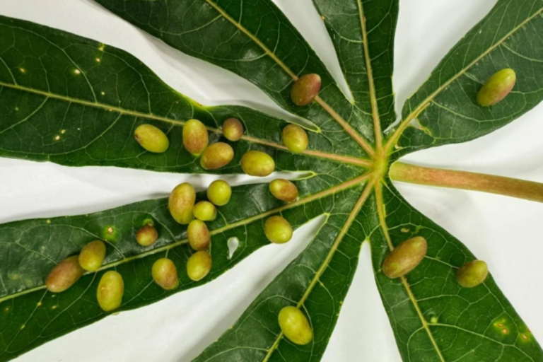 Mosca-das-galhas ameaça produção de mandioca em Tocantins