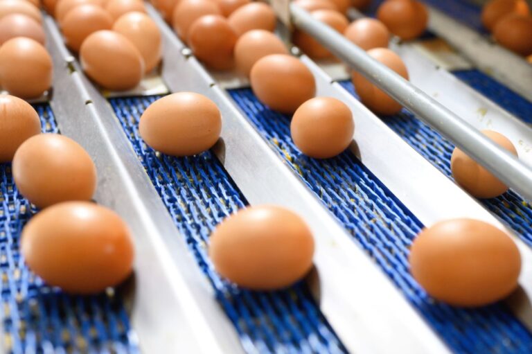 Conheça a proposta que cria fundo para indenizar produtores após o caso de gripe aviária