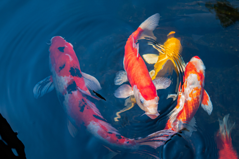 Brasil abre mercado para exportar peixes ornamentais para o Uruguai
