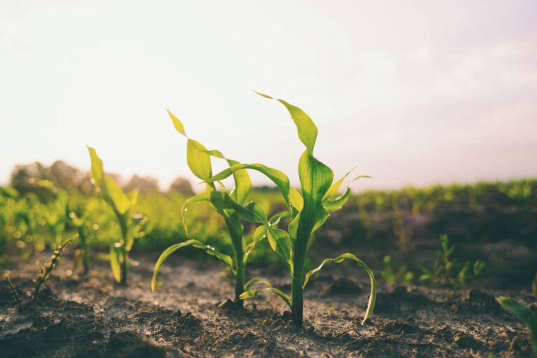 USDA: plantio de milho nos EUA alcança 87% da área prevista; soja atinge 76%