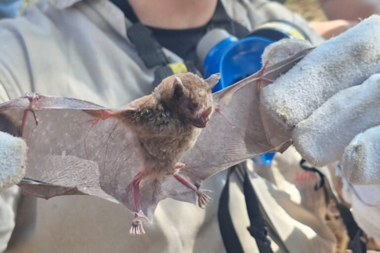 Raiva em animais herbívoros preocupa produtores em MG, GO e MS