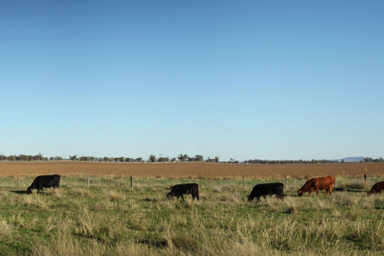 Acrimat orienta pecuaristas para período de estiagem em MT