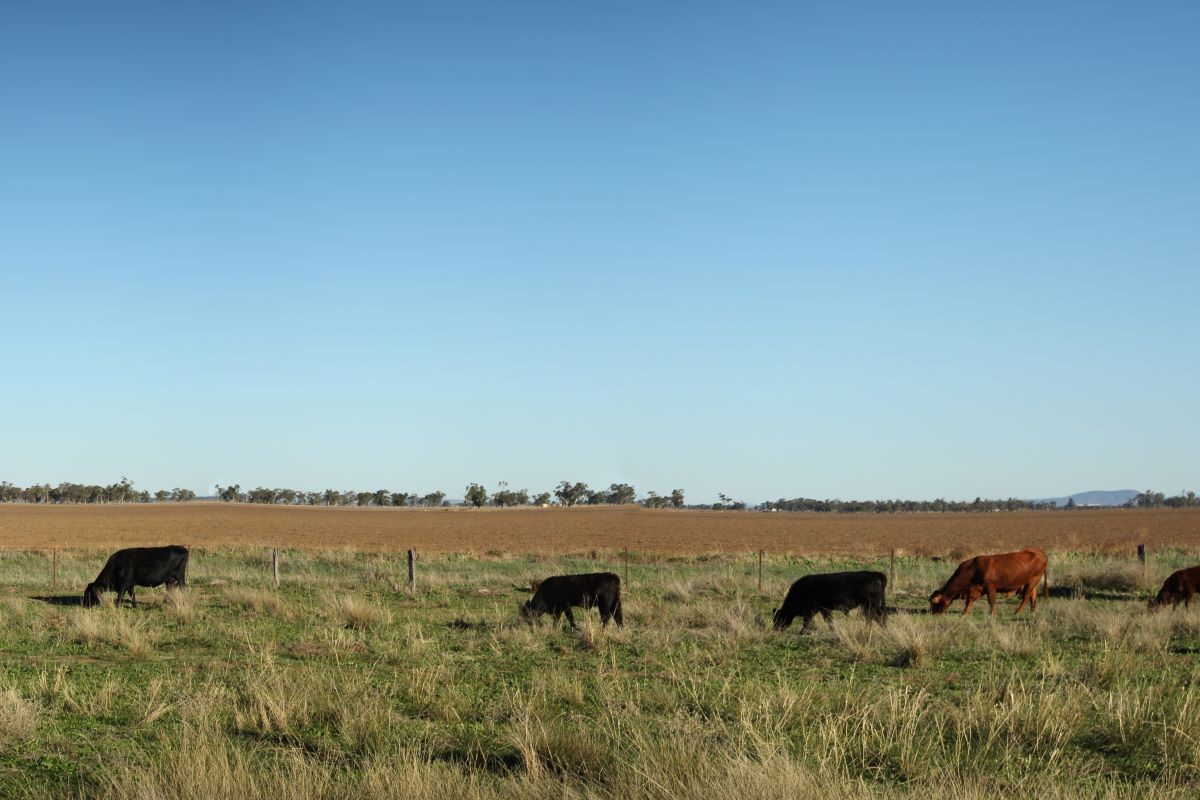 Estiagem exige que os pecuaristas se preparem para evitar prejuízos - Foto: Adobe Stock