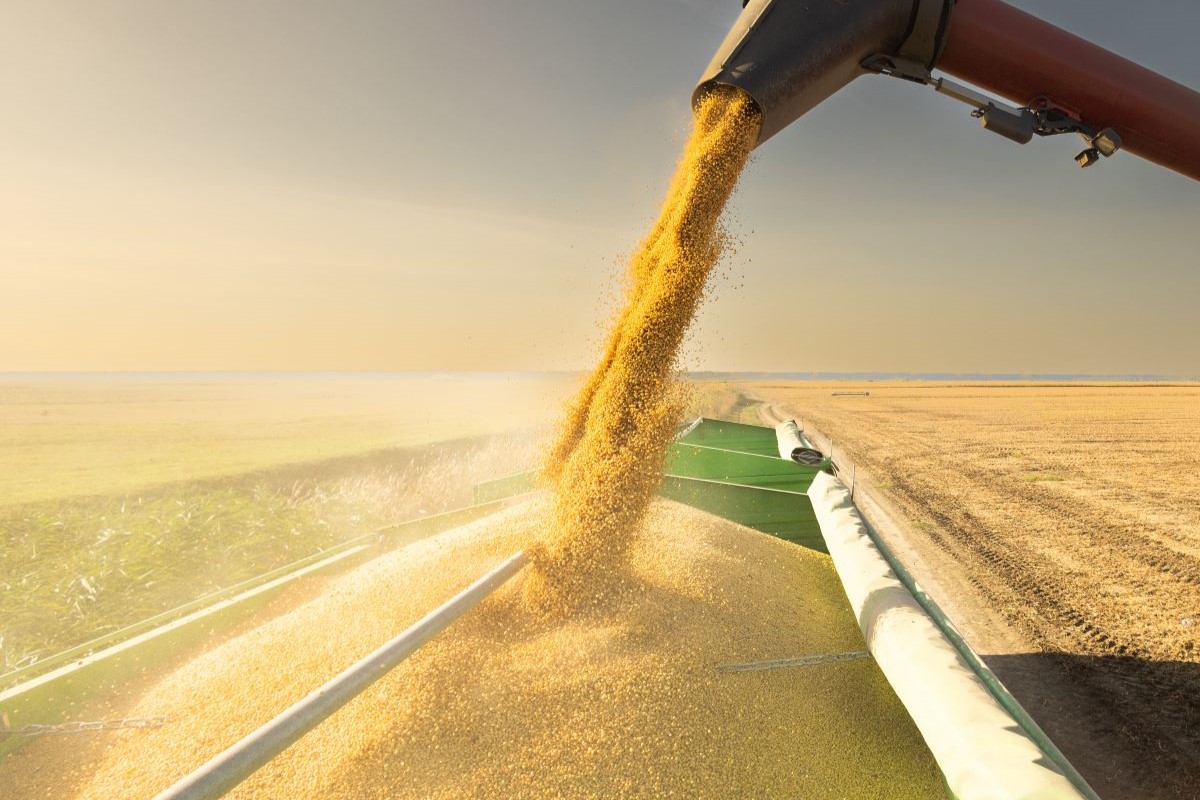 Colheita atinge 97% da soja no RS, mas ainda há culturas em estágios finais de maturação - Foto: Adobe Stock