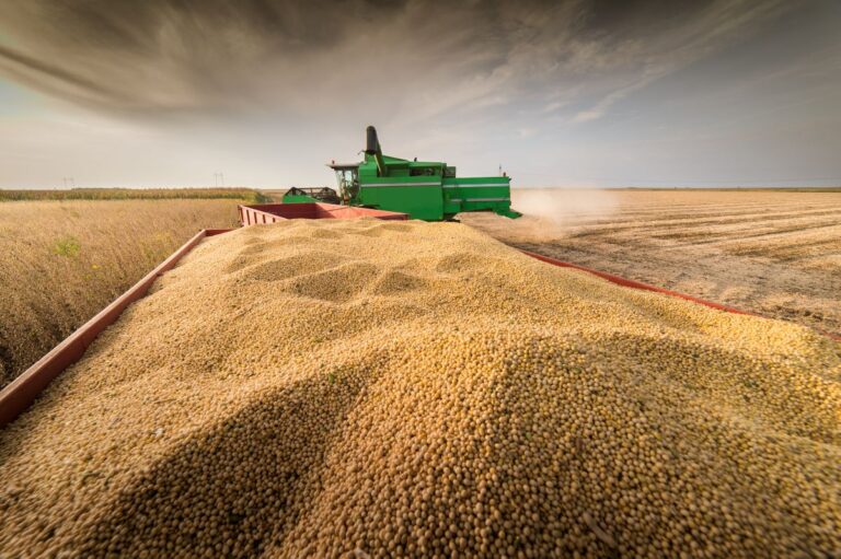 Soja recua em Chicago puxada por queda do petróleo e do óleo vegetal