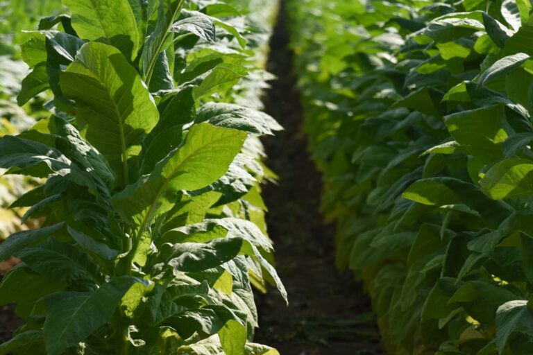 Exportações de tabaco têm melhor desempenho em uma década