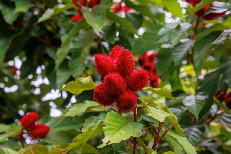 Pesquisadores paulistas testam extrato de urucum na alimentação de ovinos